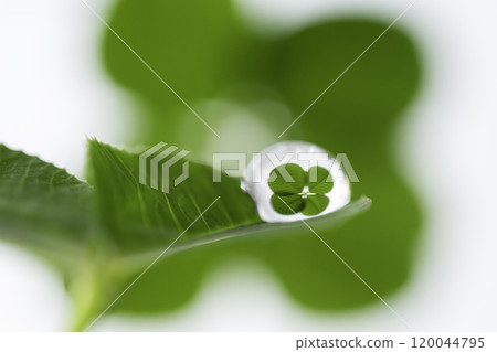 A four-leaf clover reflected in the drops 120044795
