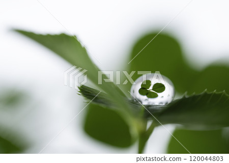 A four-leaf clover reflected in the drops 120044803