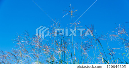 Susuki shining in the blue sky 120044805