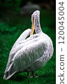 bird pelican resting 120045004