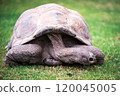 Elephant tortoise on grass 120045005