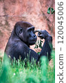 Female of gorilla 120045006