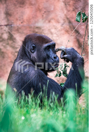 Female of gorilla 120045006