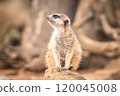 Meerkat on a rock 120045008