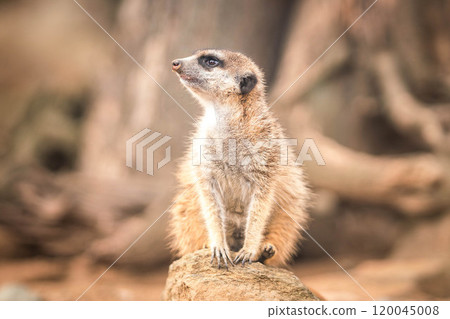 Meerkat on a rock 120045008