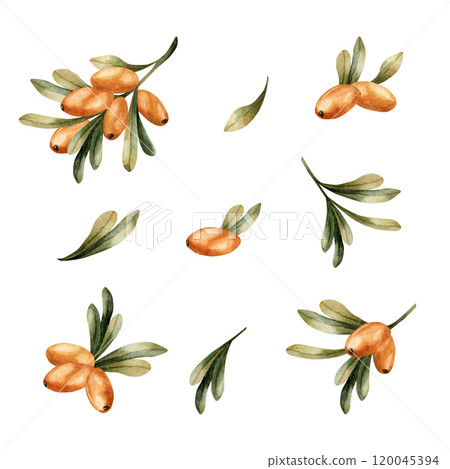 Sea buckthorn branches with orange berries and green leaves. Medicinal plant. Set of watercolor hand drawn isolated floral illustrations for fall design, botanical prints, medicinal herbs package 120045394