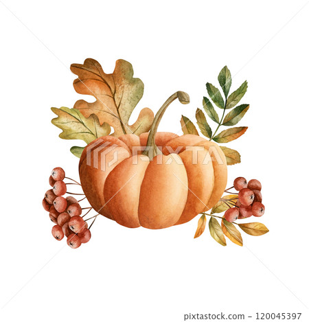 Orange pumpkin with red berries and autumn foliage. Arrangement with gourd, rowanberry, oak and rowan leaves. Watercolor hand drawn floral food isolated illustration for fall design, kitchen textile Orange pumpkin with red berries and autumn foliage. Arrangement with gourd, rowanberry, oak and rowan leaves. Watercolor hand drawn floral food isolated illustration for fall design, kitchen textile 120045397