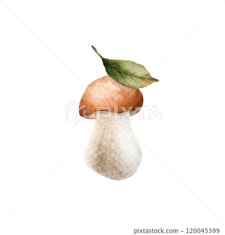 Boletus mushroom with green leaf. Bolete, porcini. Watercolor hand drawn autumn forest floral isolated illustration for fall design, botanical cards, cozy prints, floral labels, home decor, textile Boletus mushroom with green leaf. Bolete, porcini. Watercolor hand drawn autumn forest floral isolated illustration for fall design, botanical cards, cozy prints, floral labels, home decor, textile 120045399
