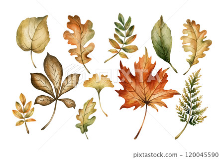 Autumn foliage. Set of fall leaves. Maple, oak, fern, rowan, birch, ginkgo. Watercolor hand drawn floral illustration isolated on white background for fall design, cozy cards, prints, floral labels 120045590