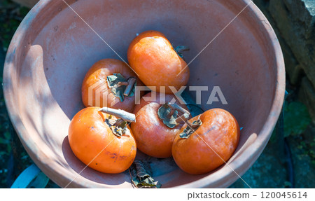 Abandoned Persimmons Abandoned Persimmons 120045614