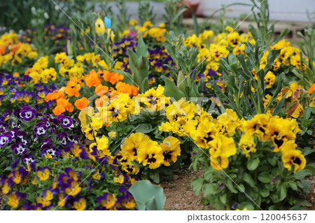 Arao City Rose Garden Flower Bed Viola & Pansy, Arao City Rose Garden Flower Bed Viola & Pansy, 120045637