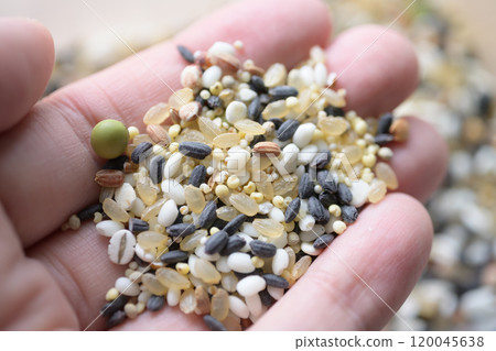 Millet Millet 120045638