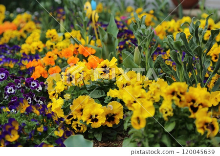 Arao City Rose Garden Flower Bed Viola & Pansy, Arao City Rose Garden Flower Bed Viola & Pansy, 120045639