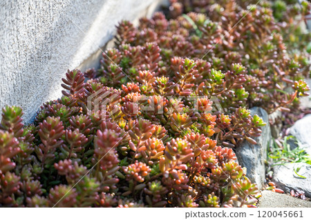 Succulents/Sedum Succulents/Sedum 120045661