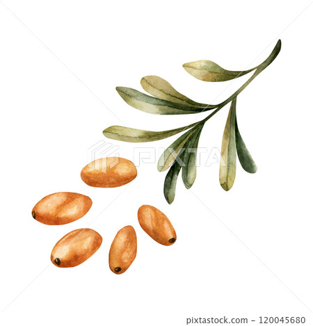 Sea buckthorn branches with orange berries and green leaves. Medicinal plant. Watercolor hand drawn floral illustration isolated on white background for fall design, medicinal herbs package, prints 120045680