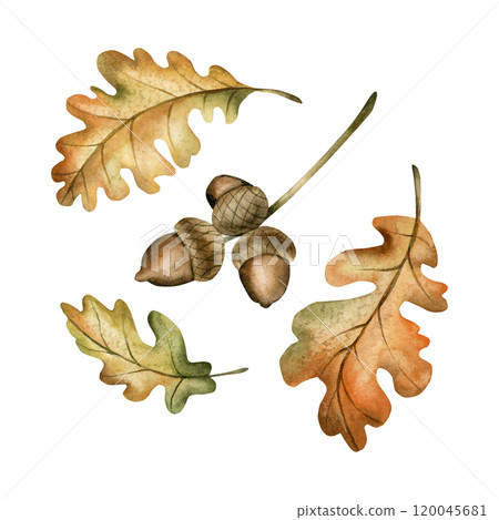 Oak branch with acorns and autumn leaves. Set of watercolor hand drawn floral illustrations isolated on white background for fall design, botanical cards, cozy prints, floral labels, home decor 120045681