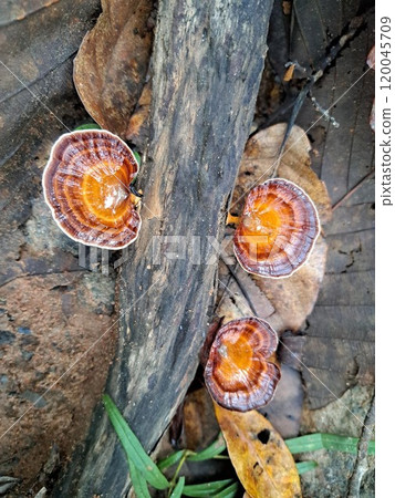 Mushrooms growing on a dead log in the rainforest. Mushrooms growing on a dead log in the rainforest. 120045709