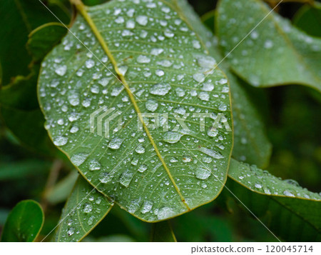 Water drops on fresh green leaves after rain. Close-up photo of water drops on a leaf. Water drops on fresh green leaves after rain. Close-up photo of water drops on a leaf. 120045714