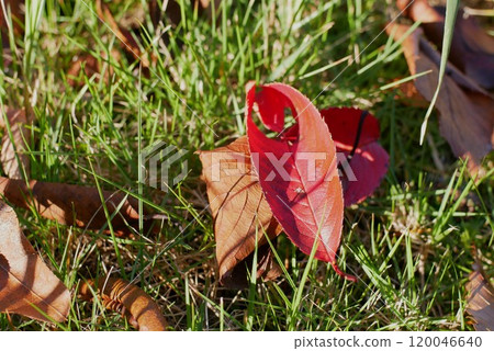 Autumn leaves fallen leaves 120046640