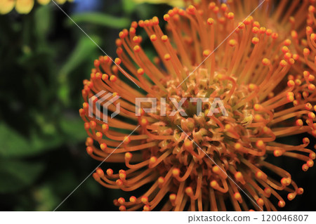 Orange pincushion flower Orange pincushion flower 120046807