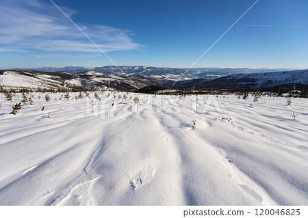 White meadow at Silesian Beskid on European Bialy Krzyz in Poland 120046825