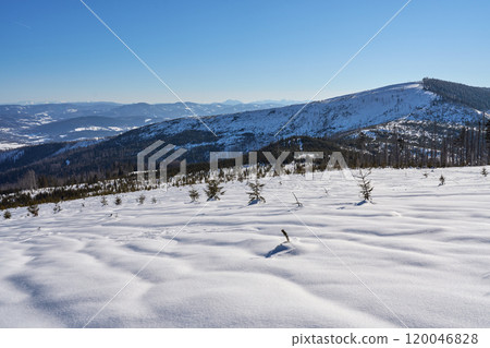Snowy slope of Barania Gora peak at Silesian Beskid on Bialy Krzyz in Poland 120046828