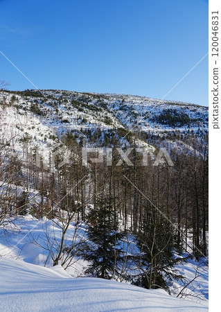 Snowy slope of Silesian Beskid on Bialy Krzyz in Poland - vertical Snowy slope of Silesian Beskid on Bialy Krzyz in Poland - vertical 120046831