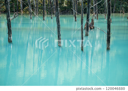 [Biei Town, Shirogane: Blue Pond and Water Mirror] 120046880