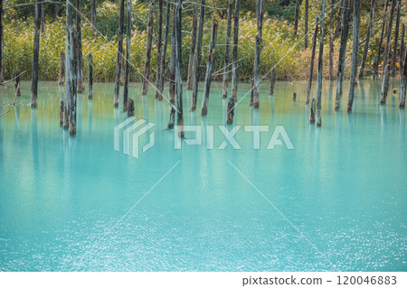 [Biei Town, Shirogane: Blue Pond and Water Mirror] 120046883