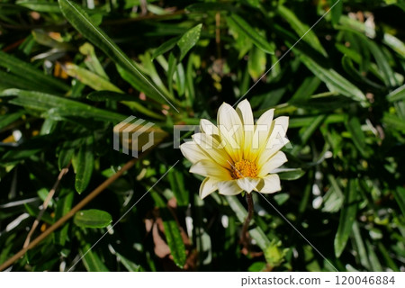 Gazania in Autumn Gazania in Autumn 120046884