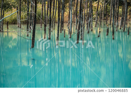 【美瑛町白金青池和水鏡】 120046885
