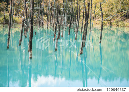 [Biei Town, Shirogane: Blue Pond and Water Mirror] 120046887