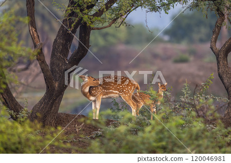 Wild female Spotted deer Chital or Cheetal or axis axis mother with fawn keoladeo national park bharatpur bird sanctuary Rajasthan India natural scenery view winter season green colorful landscape Wild female Spotted deer Chital or Cheetal or axis axis mother with fawn keoladeo national park bharatpur bird sanctuary Rajasthan India natural scenery view winter season green colorful landscape 120046981