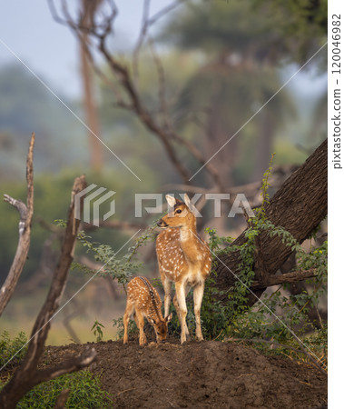 Wild female Spotted deer Chital or Cheetal or axis axis mother with fawn keoladeo national park bharatpur bird sanctuary Rajasthan India natural scenery view winter season green colorful landscape Wild female Spotted deer Chital or Cheetal or axis axis mother with fawn keoladeo national park bharatpur bird sanctuary Rajasthan India natural scenery view winter season green colorful landscape 120046982