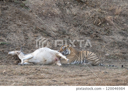 Wild male tiger or Panthera tigris hunt down or killed domestic animal cow in ranthambore national park forest india. cold winter season wildlife safari in Rajasthan. conservation issue project tiger 120046984