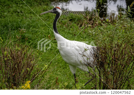 阿寒國際鶴中心 [大師] 丹頂鶴 120047562