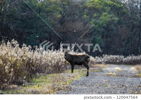 A male Ezo deer stops on a forest road 120047564