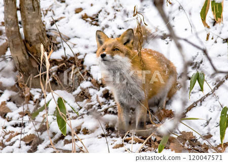 雪地裡一隻紅狐狸抬頭仰望天空 120047571