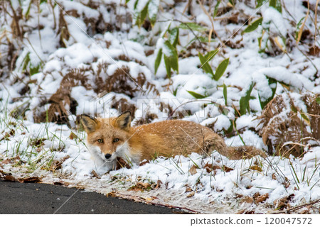 一隻紅狐狸躺在雪路邊 一隻紅狐狸躺在雪路邊 120047572
