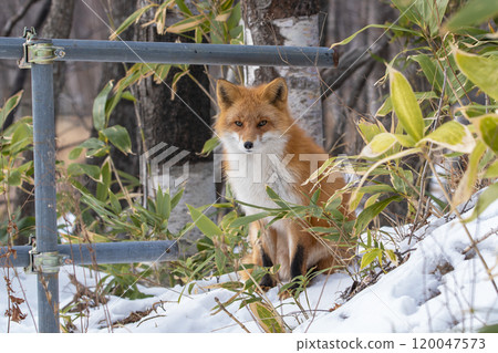A red fox sitting on a snowy slope A red fox sitting on a snowy slope 120047573