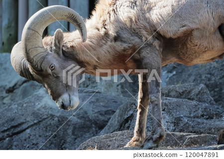 Okinawa sheep Okinawa sheep 120047891