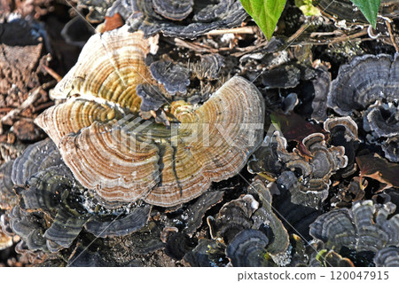 蘑菇（卡瓦拉塔克） 120047915