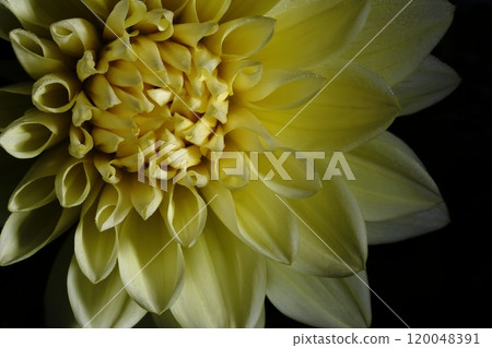 Japanese Dahlia 120048391