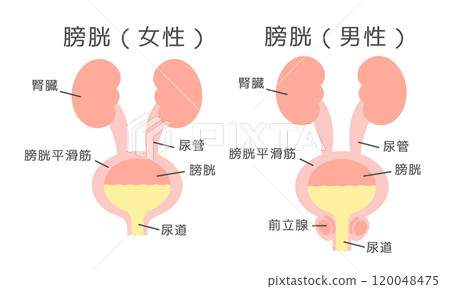 Female and male bladder illustration set (with explanation) 120048475
