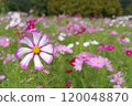 Cosmos 120048870