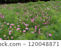 Cosmos 120048871