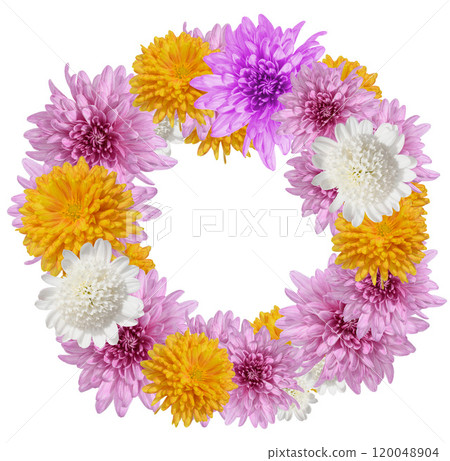 Wreath of pink, white and yellow chrysanthemum buds on isolated background 120048904