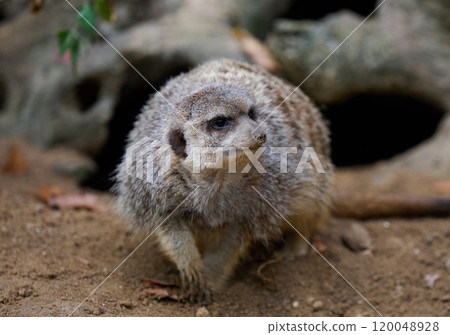 An adult meerkat walks outdoors 120048928