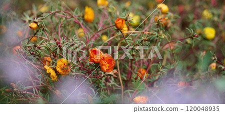 Annual succulent plant with colorful flowers on a summer day in the garden. Portulaca grandiflora Annual succulent plant with colorful flowers on a summer day in the garden. Portulaca grandiflora 120048935