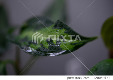 彩花 120049152